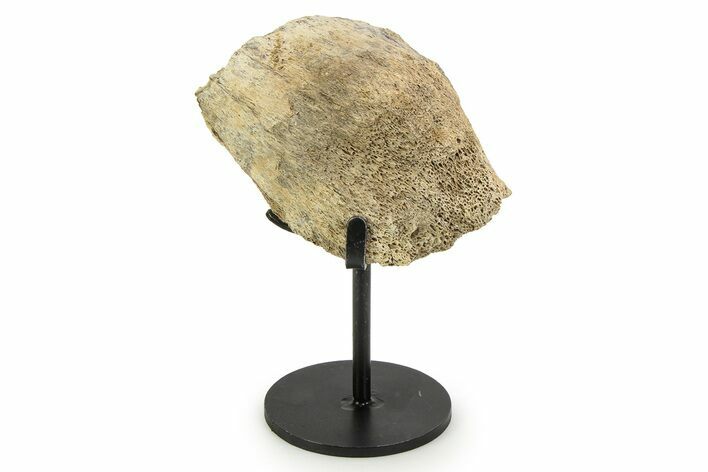 Fossil Triceratops Ilium Section w/ Metal Stand - South Dakota #350611